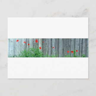 Cartão Postal Poppies na parede