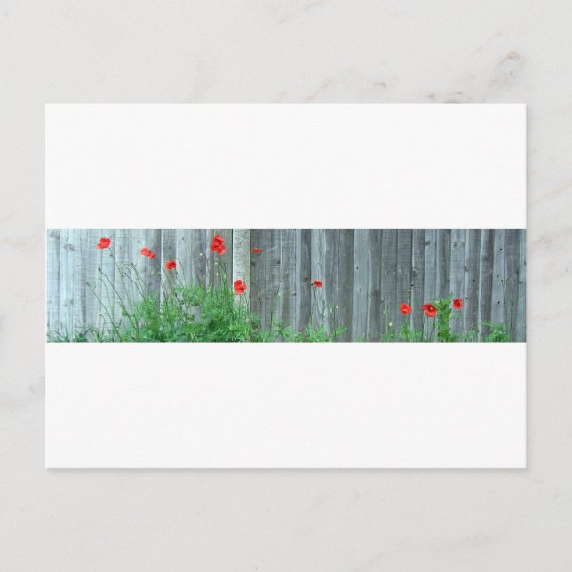 Cartão Postal Poppies na parede (Frente)