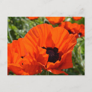 Cartão Postal Poppies orientais (Papaver orientale)