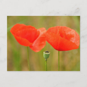 Cartão Postal Poppies vermelhos