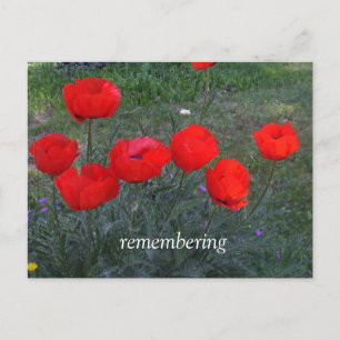 Cartão Postal Poppies vermelhos brilhantes