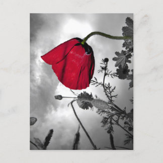Cartão Postal Poppy