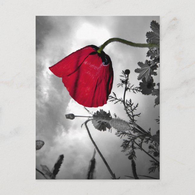Cartão Postal Poppy (Frente)