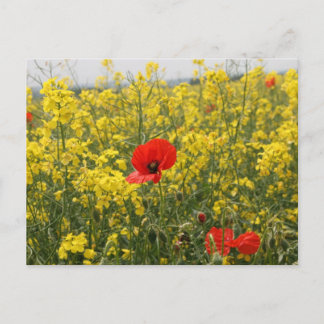 Cartão Postal Poppy