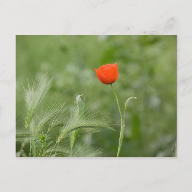 Cartão Postal Poppy (Frente)