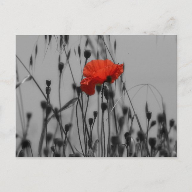 Cartão Postal Poppy (Frente)