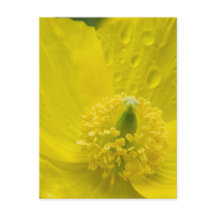 Poppy amarelo oriental