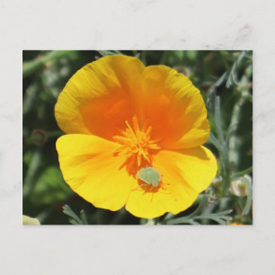 Cartão Postal Poppy californiano com Inseto
