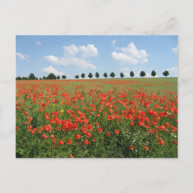 Cartão Postal Poppy Field (Frente)