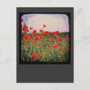 Cartão Postal Poppy Field