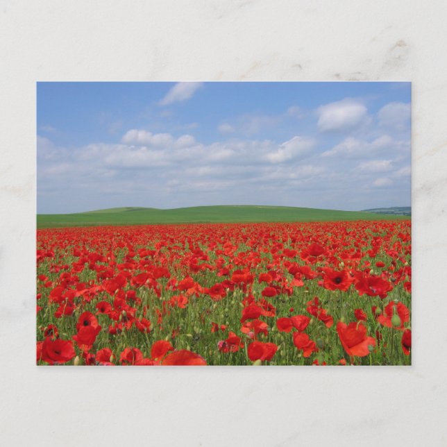 Cartão Postal Poppy Field (Frente)