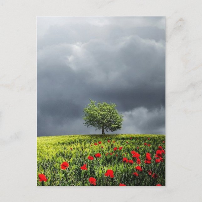 Cartão Postal Poppy Field e Cloudy Sky (Frente)