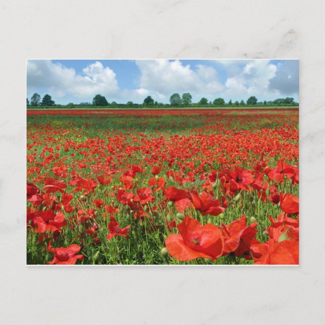 Cartão Postal Poppy Fields (Frente)