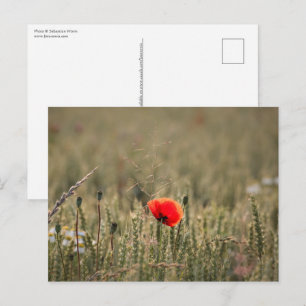Cartão Postal Poppy Nature Photo
