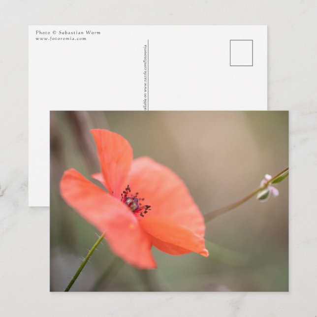 Cartão Postal Poppy Nature Photo (Frente/Verso)