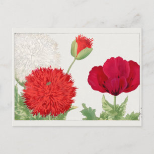 Cartão Postal Poppy por Tanigami Konan