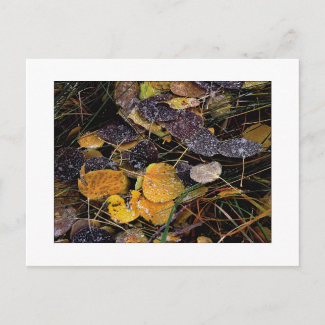 Cartão Postal "Popsicles da Natureza" (Frente)