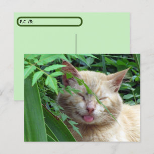 Cartão Postal Pôr A Besta A Mais Adorável Gato De Estrada