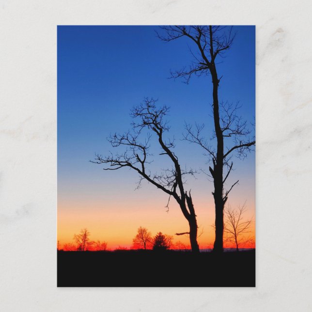 Cartão Postal Pôr do Sol Através das Árvores (Frente)