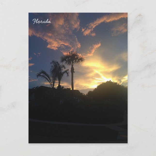 Cartão Postal Pôr do Sol da Palm Tree (Frente)