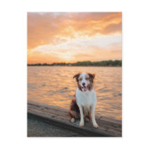 Pôr do sol do lago com cais e Border Collie vermel