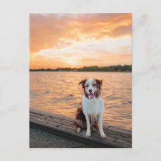 Cartão Postal Pôr do sol do lago com cais e Border Collie vermel