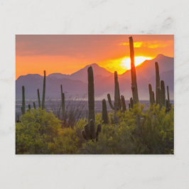 Cartão Postal Pôr do sol no cacto do deserto, Arizona