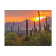 Pôr do sol no cacto do deserto, Arizona