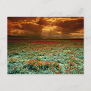 Cartão Postal pôr do sol no deserto, num campo de papoilas da C
