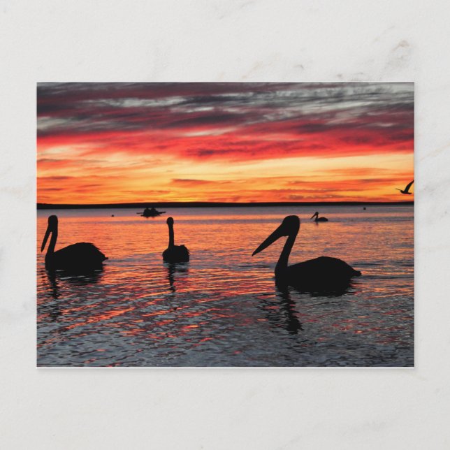 Cartão Postal Pôr do sol no macaco Mia (Frente)