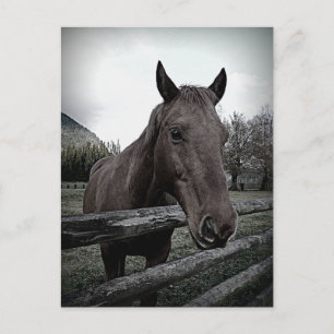Cartão Postal Por favor! Cavalo Gentil