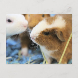 Cartão Postal Porco