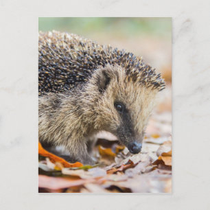 Cartão Postal Porco das folhas do outono