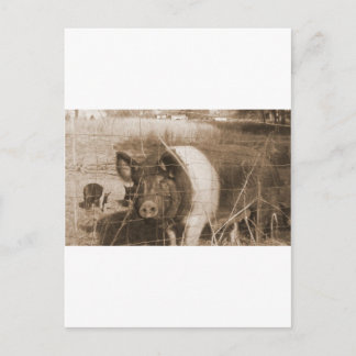 Cartão Postal Porco dos anos 60