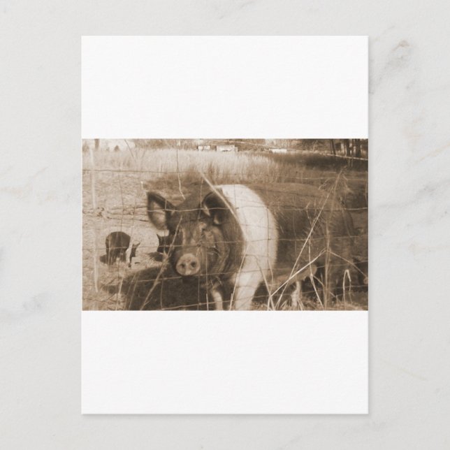 Cartão Postal Porco dos anos 60 (Frente)