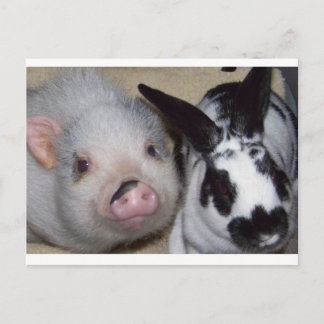 Cartão Postal Porco e amigo de Potbelly