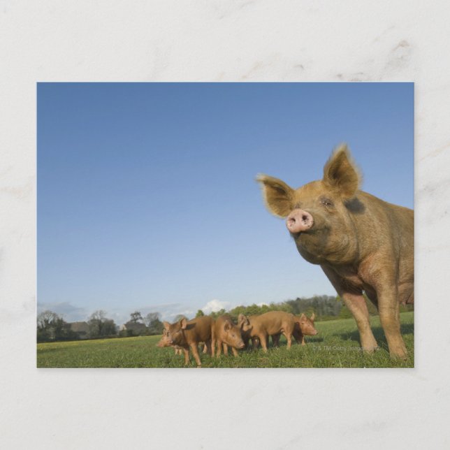 Cartão Postal Porco em um Campo (Frente)