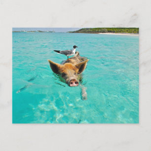 CARTÃO POSTAL PORCO GAIVOTA MAR DIVERSÃO POSTCROSSING