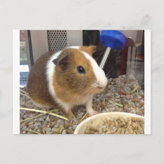 Cartão Postal Porco-guincho branco e castanho (Frente)