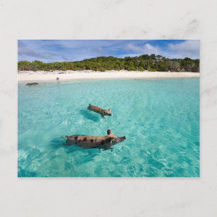 Cartão Postal Porco nadador de Exuma