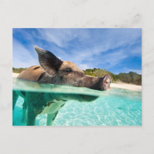 Cartão Postal Porco nadador de Exuma