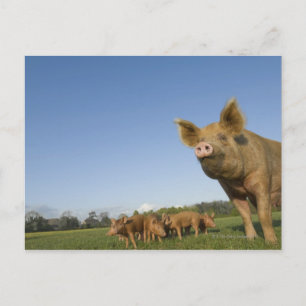 Cartão Postal Porco num Campo