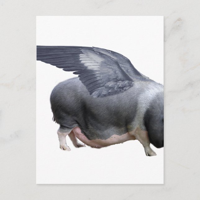 Cartão Postal porco voador (Frente)