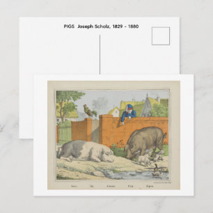 Cartão Postal PORCOS Joseph Scholz, 1829 - 1880