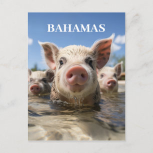 Cartão Postal Porcos nadadores de Bahamas de alta qualidade Prai