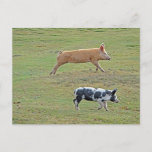 Cartão Postal Porcos voadores