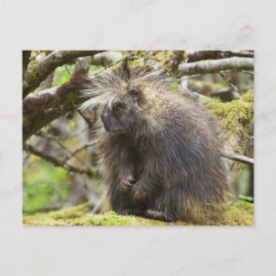 Cartão Postal Porcupina determinada