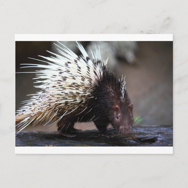 Cartão Postal Porcupine (Frente)