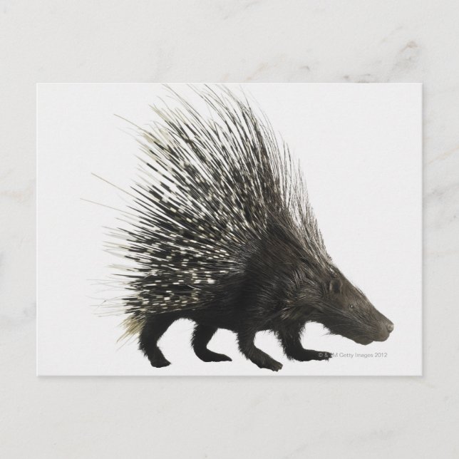 Cartão Postal Porcupine (Frente)