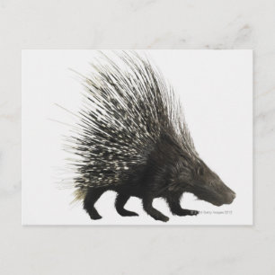 Cartão Postal Porcupine